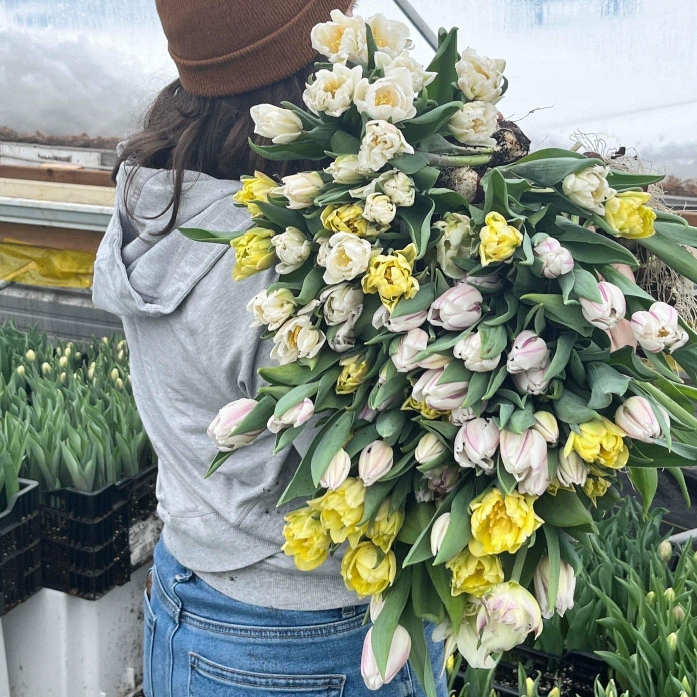 Abonnement TULIPES nordiques locales 2026🌷