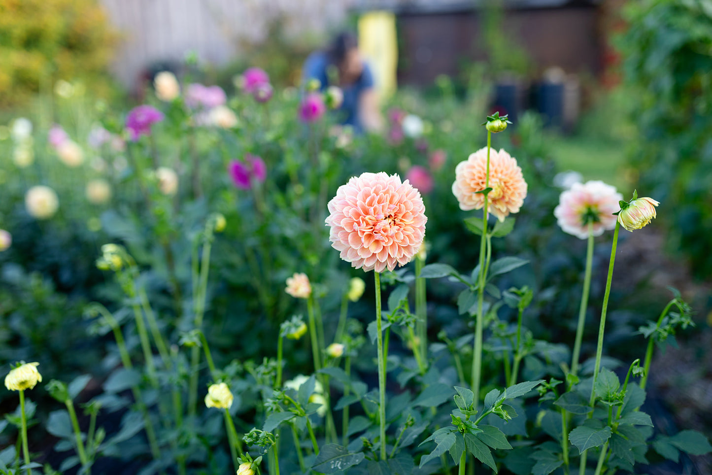 Abonnement fleurs locales d'été 2026🌻