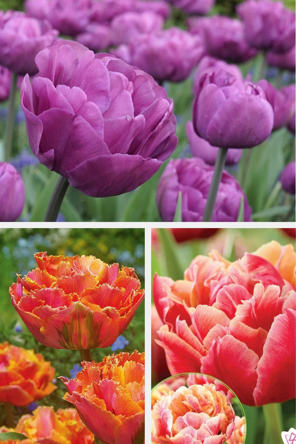 Ensemble de bulbes de tulipes 🌷