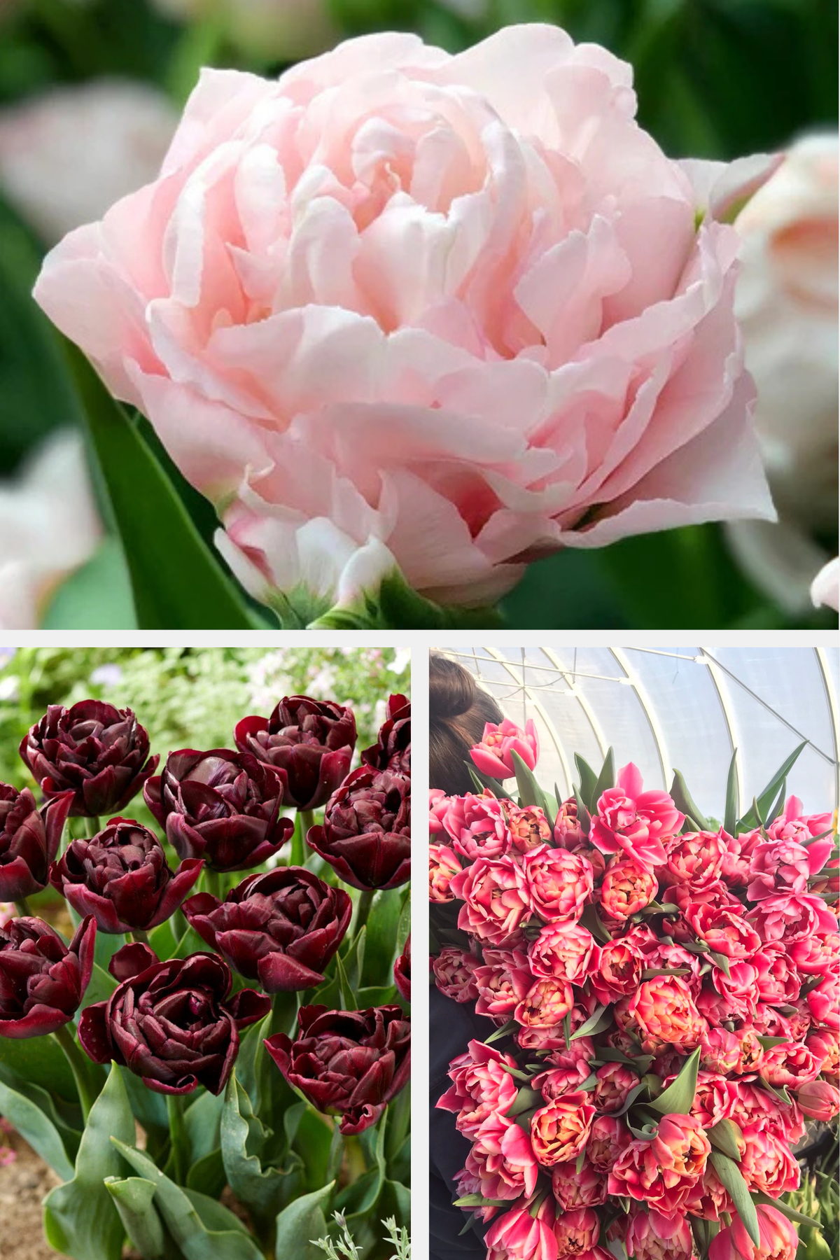 Ensemble de bulbes de tulipes 🌷