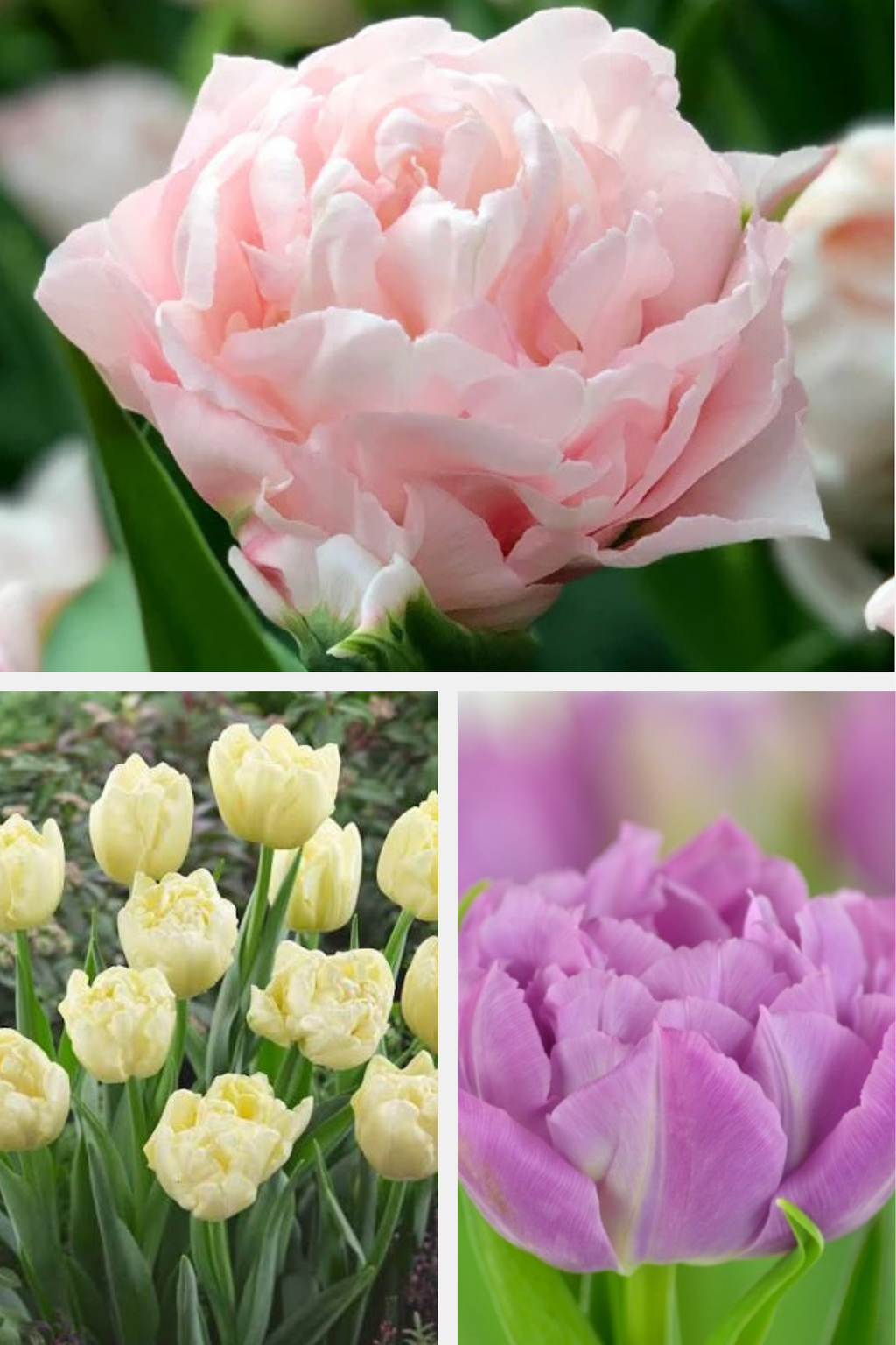 Ensemble de bulbes de tulipes 🌷
