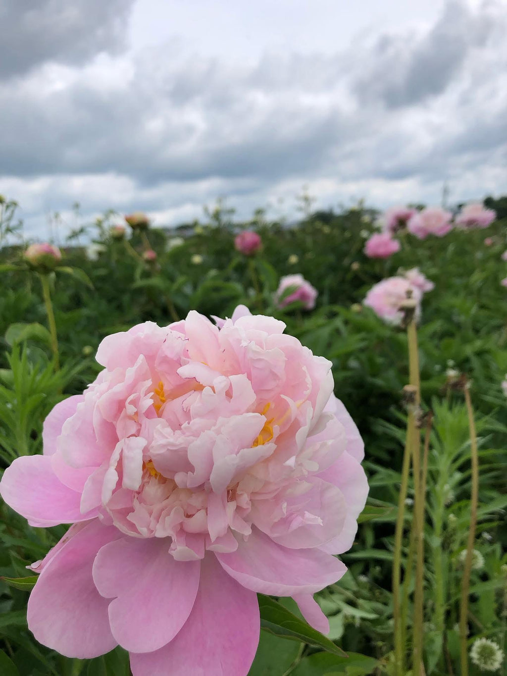 Prévente Abonnement - PIVOINES 2027🌺