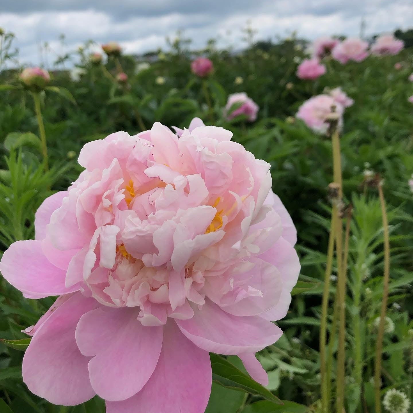 Bouquet de pivoines à l'unité