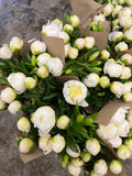 Plant de pivoines - racine nue