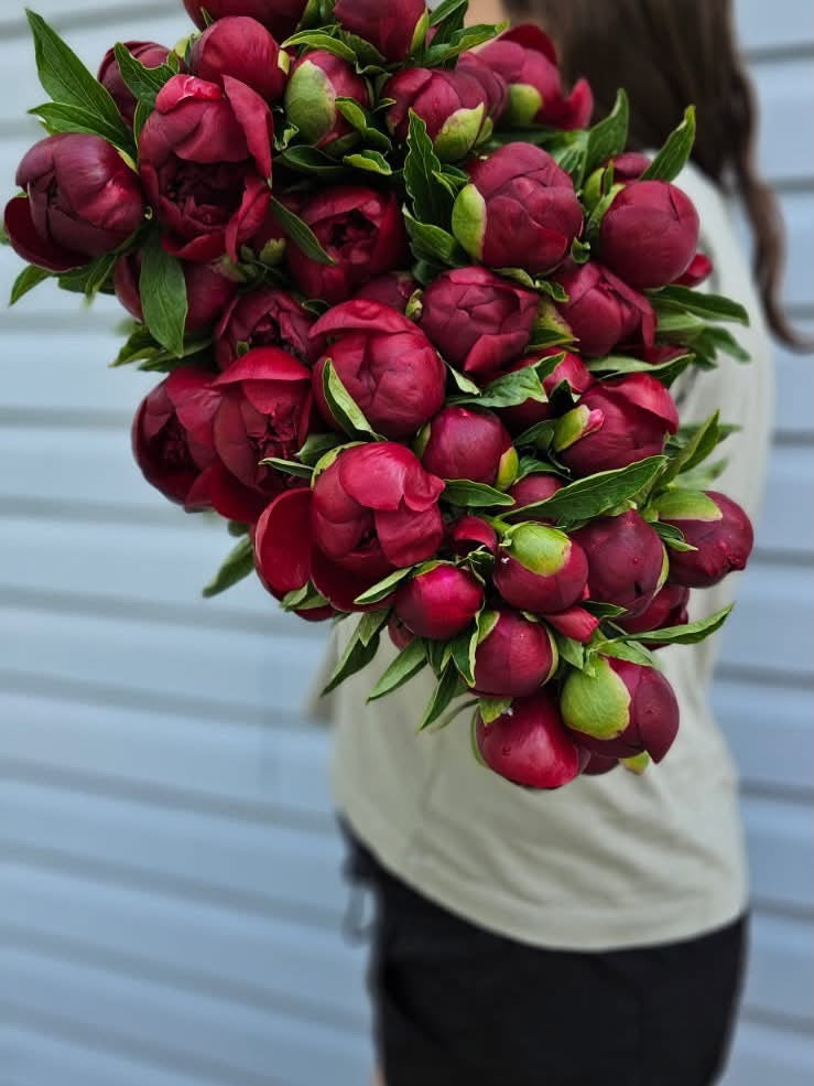 Plant de pivoines - racine nue