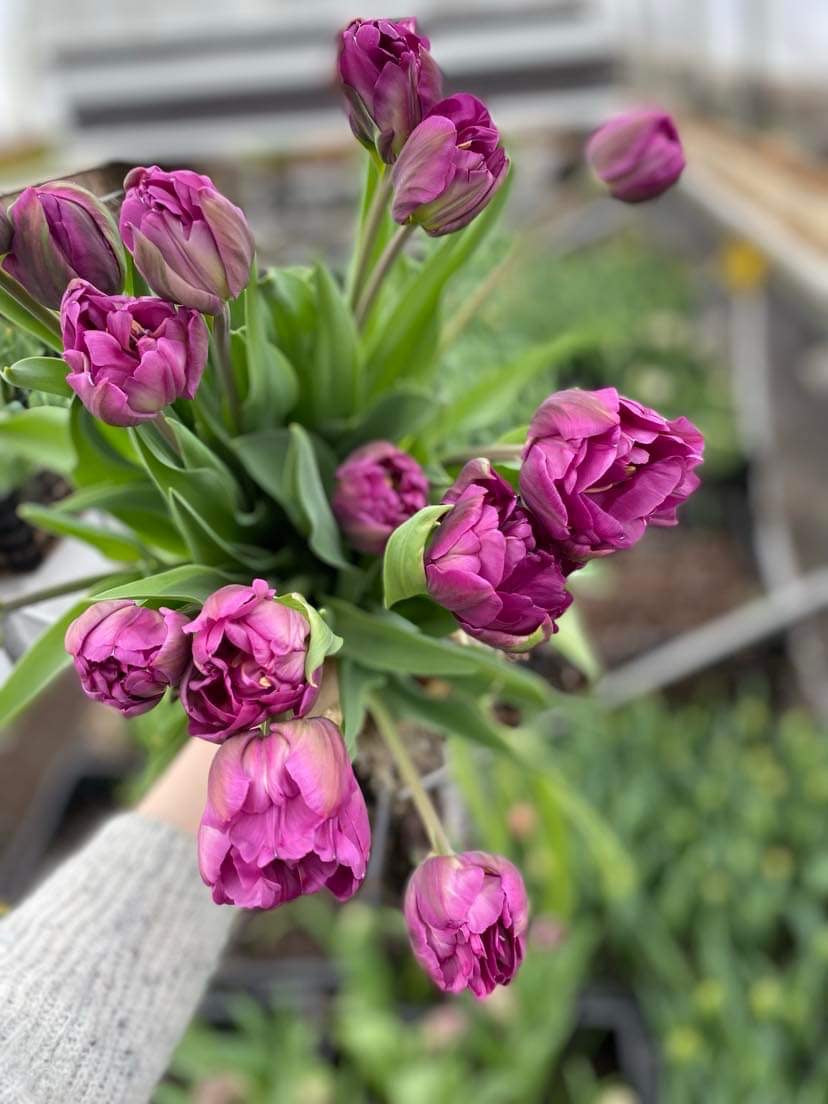 🌷 Kit de jardinière de bulbes – Fleurs printanières
