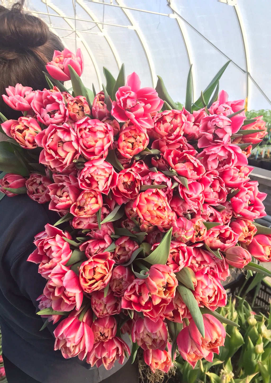 Ensemble de bulbes de tulipes 🌷