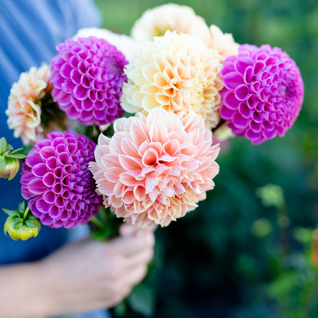 Abonnement fleurs locales d'été 2026🌻