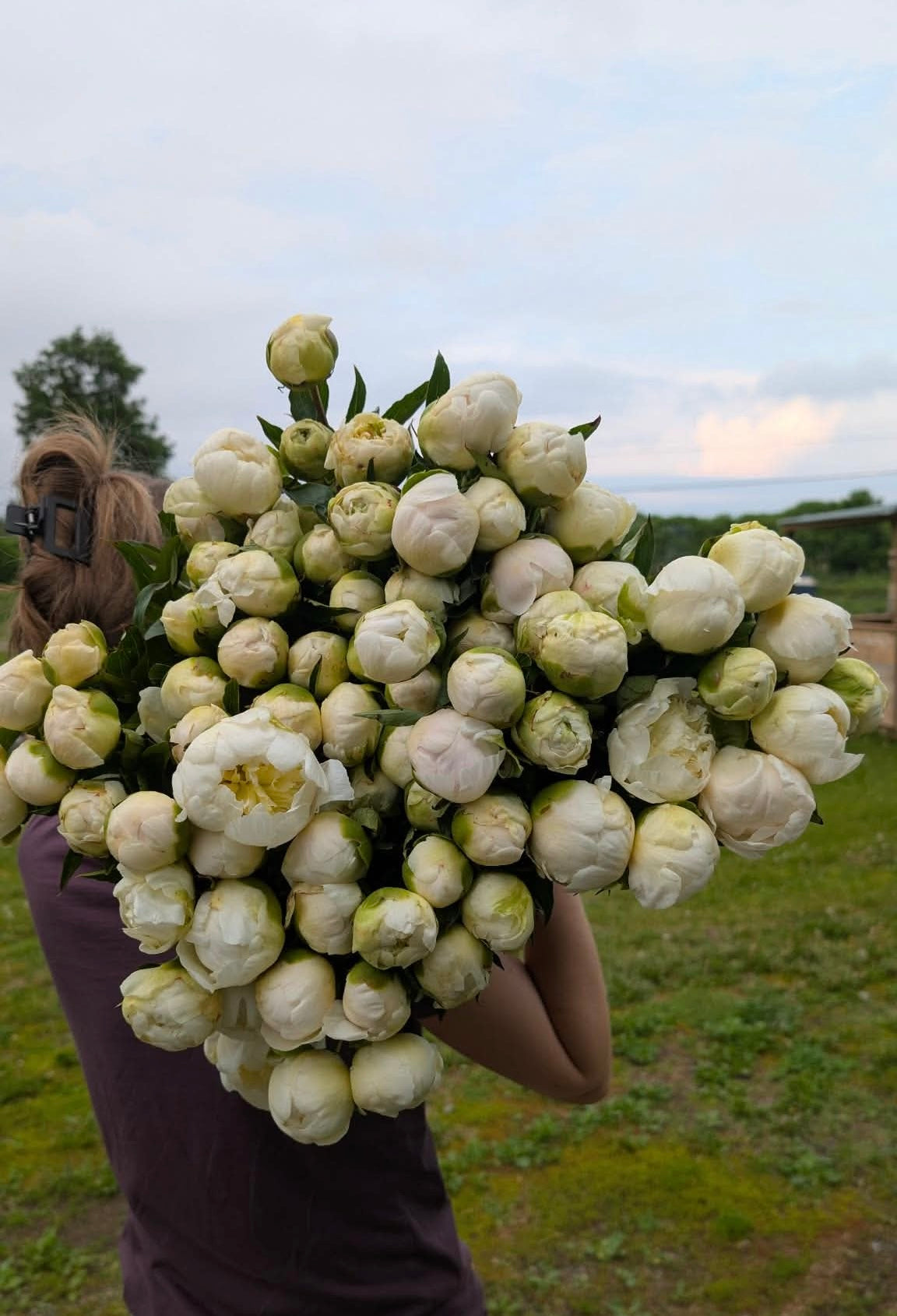 Plant de pivoines - racine nue