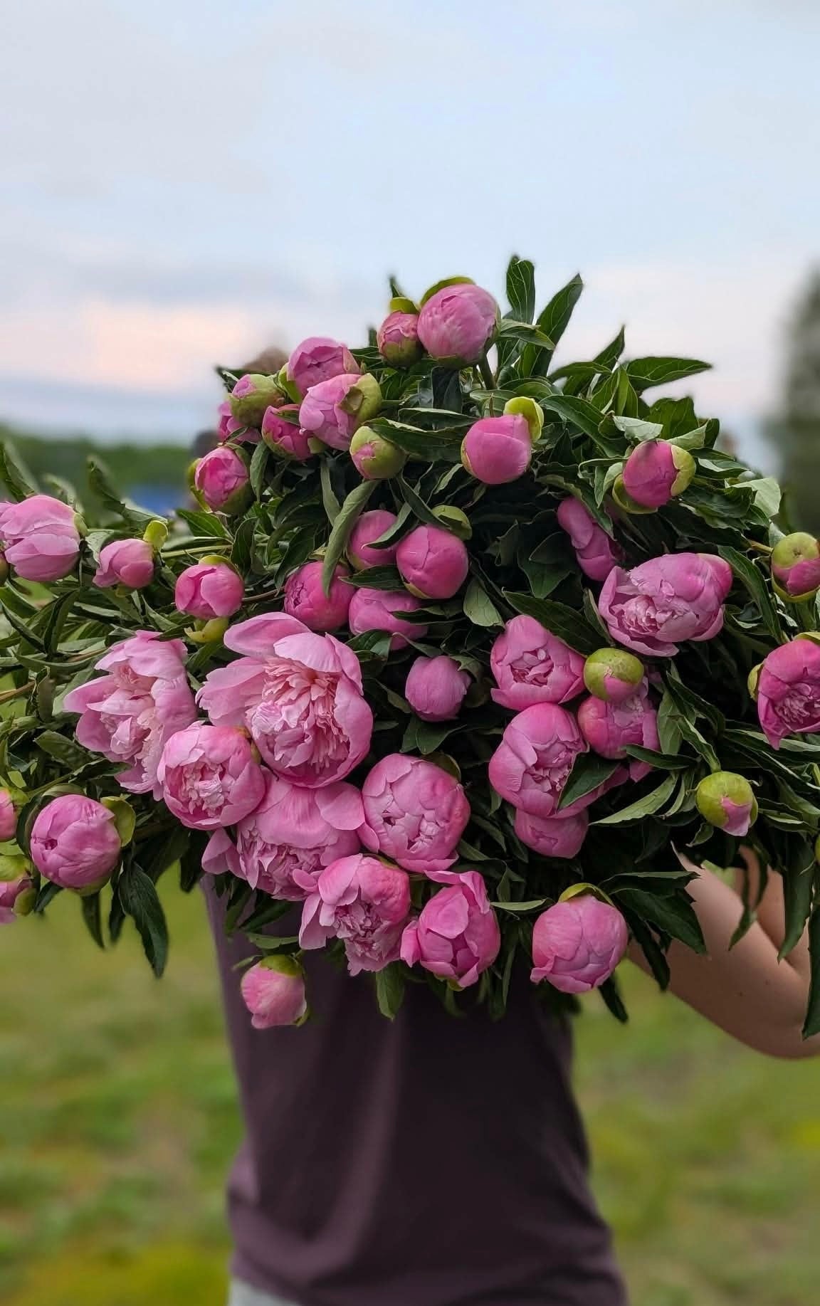 Plant de pivoines - racine nue