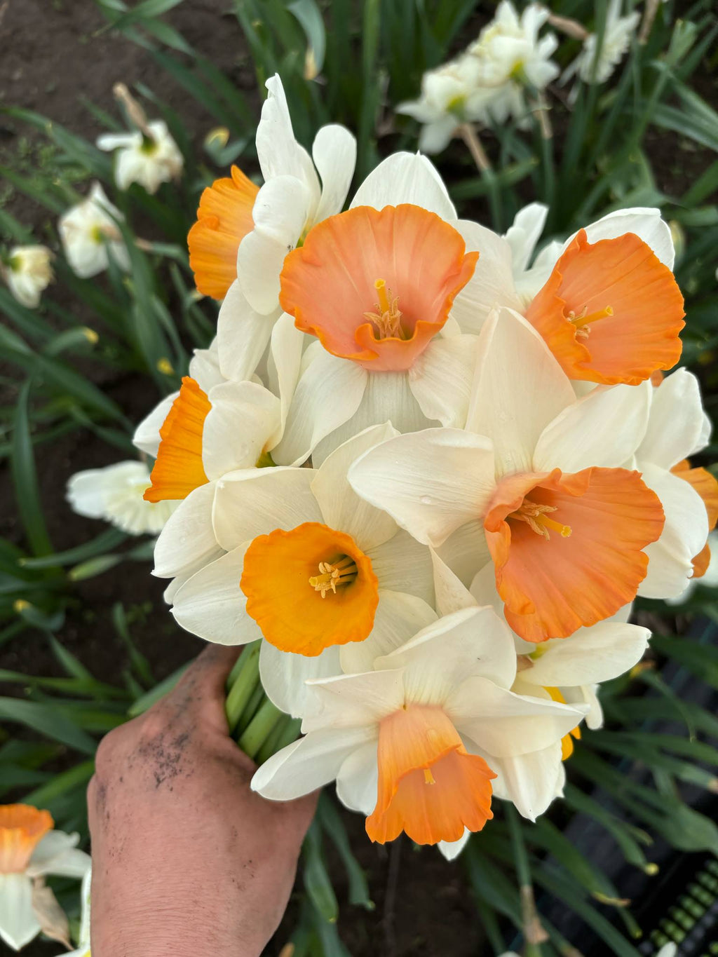 🌷 Kit de jardinière de bulbes – Fleurs printanières