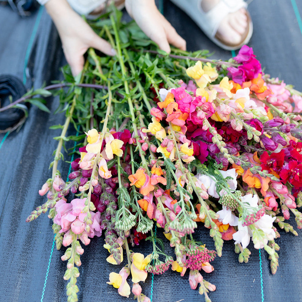 Abonnement floral printemps 2026 💐