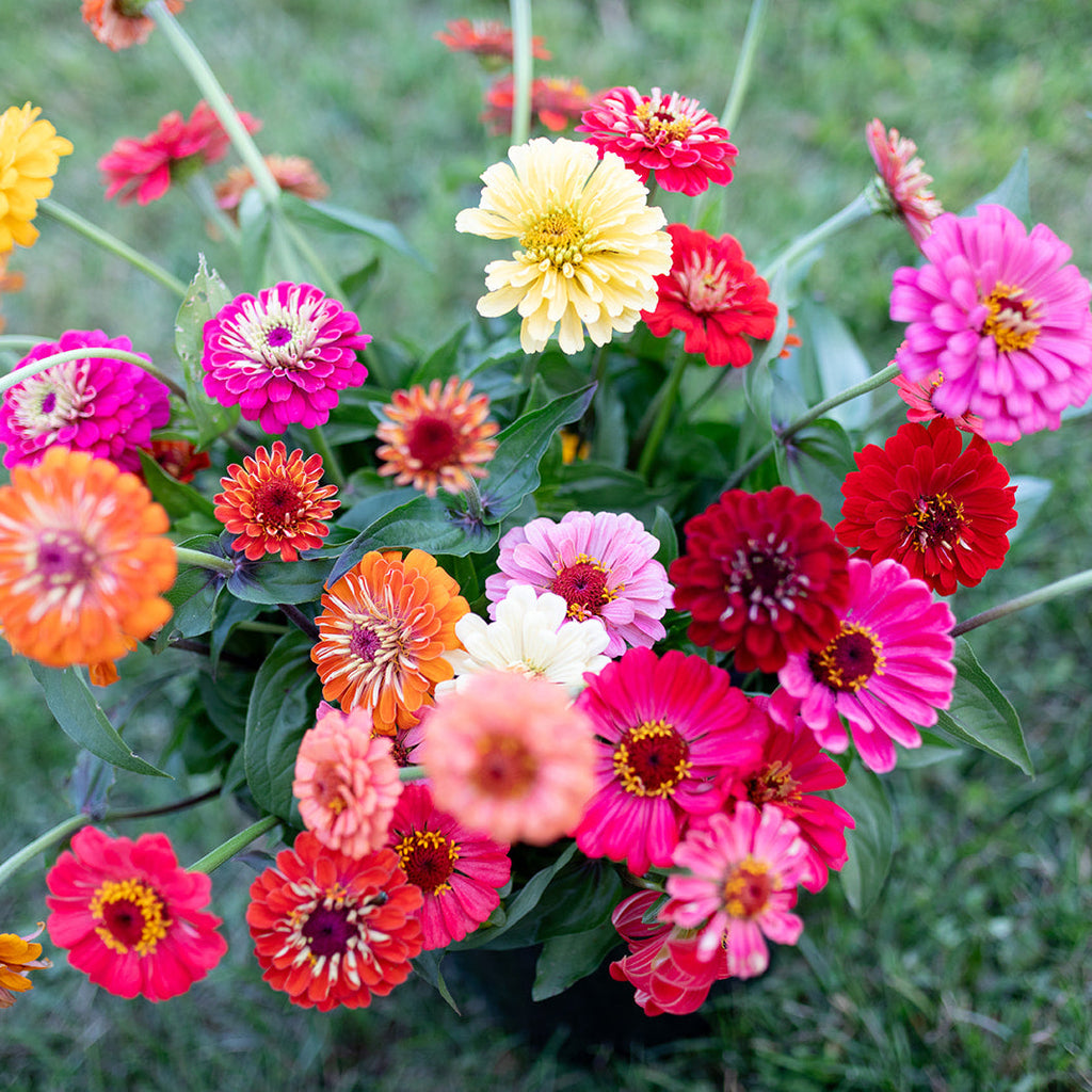 Abonnement floral – Demi-saison 💐