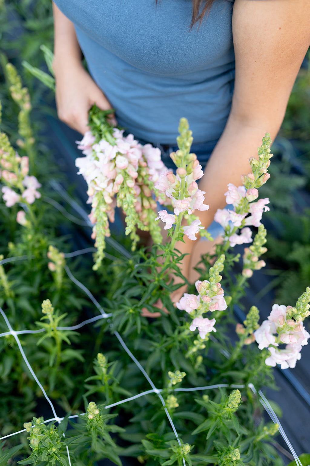 Abonnement floral – Demi-saison 💐